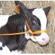 Nylon calf halter 