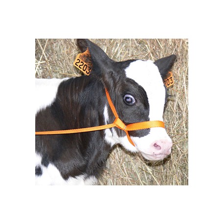 Nylon calf halter 