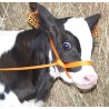 Nylon calf halter 