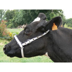 Adjustable halter cow